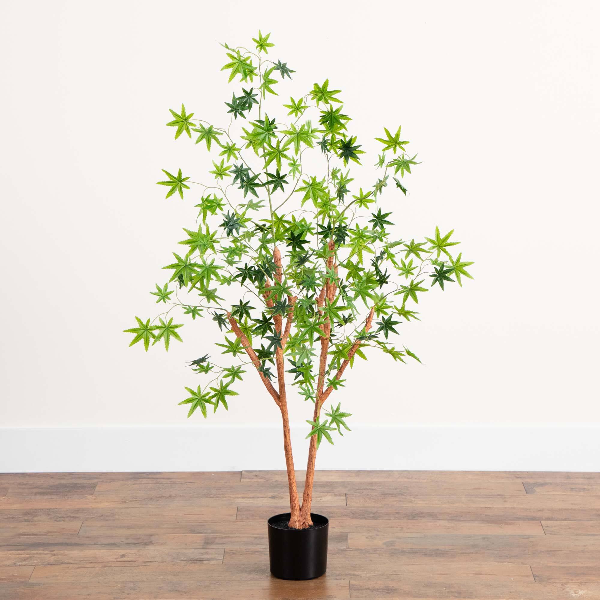 4ft. Potted Maple Tree